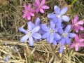 Kevät ja kukat 003